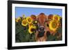 Portrait of Jersey Cow in Sunflowers, Pecatonica, Illinois, USA-Lynn M^ Stone-Framed Photographic Print