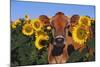 Portrait of Jersey Cow in Sunflowers, Pecatonica, Illinois, USA-Lynn M^ Stone-Mounted Photographic Print