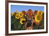 Portrait of Jersey Cow in Sunflowers, Pecatonica, Illinois, USA-Lynn M^ Stone-Framed Photographic Print