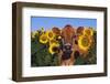 Portrait of Jersey Cow in Sunflowers, Pecatonica, Illinois, USA-Lynn M^ Stone-Framed Photographic Print