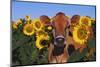 Portrait of Jersey Cow in Sunflowers, Pecatonica, Illinois, USA-Lynn M^ Stone-Mounted Photographic Print