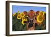 Portrait of Jersey Cow in Sunflowers, Pecatonica, Illinois, USA-Lynn M^ Stone-Framed Photographic Print