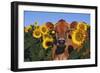 Portrait of Jersey Cow in Sunflowers, Pecatonica, Illinois, USA-Lynn M^ Stone-Framed Photographic Print