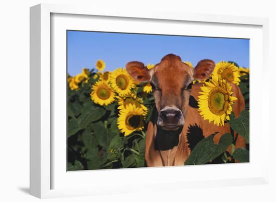 Portrait of Jersey Cow in Sunflowers, Pecatonica, Illinois, USA-Lynn M^ Stone-Framed Photographic Print