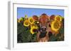 Portrait of Jersey Cow in Sunflowers, Pecatonica, Illinois, USA-Lynn M^ Stone-Framed Photographic Print