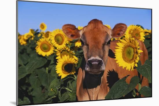 Portrait of Jersey Cow in Sunflowers, Pecatonica, Illinois, USA-Lynn M^ Stone-Mounted Photographic Print