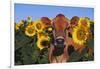 Portrait of Jersey Cow in Sunflowers, Pecatonica, Illinois, USA-Lynn M^ Stone-Framed Photographic Print