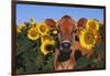 Portrait of Jersey Cow in Sunflowers, Pecatonica, Illinois, USA-Lynn M^ Stone-Framed Photographic Print