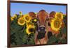 Portrait of Jersey Cow in Sunflowers, Pecatonica, Illinois, USA-Lynn M^ Stone-Framed Photographic Print