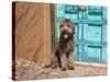 Portrait of Lagotto Romagnolo in front of blue door.-Zandria Muench Beraldo-Stretched Canvas