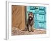 Portrait of Lagotto Romagnolo in front of blue door.-Zandria Muench Beraldo-Framed Photographic Print