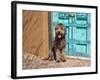 Portrait of Lagotto Romagnolo in front of blue door.-Zandria Muench Beraldo-Framed Photographic Print