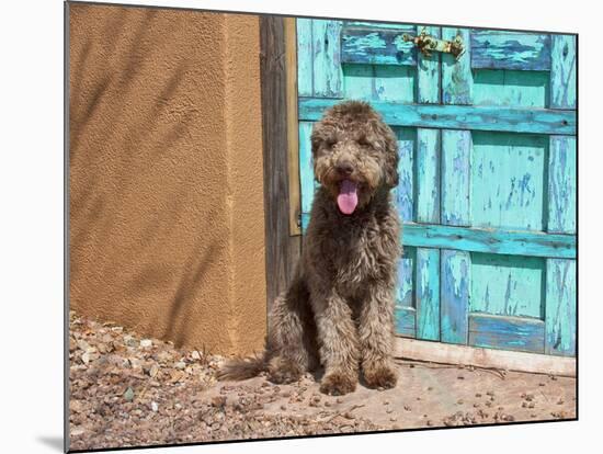 Portrait of Lagotto Romagnolo in front of blue door.-Zandria Muench Beraldo-Mounted Photographic Print