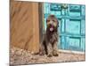 Portrait of Lagotto Romagnolo in front of blue door.-Zandria Muench Beraldo-Mounted Photographic Print