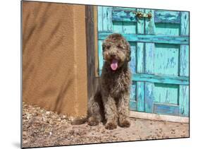 Portrait of Lagotto Romagnolo in front of blue door.-Zandria Muench Beraldo-Mounted Photographic Print