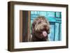 Portrait of Lagotto Romagnolo in front of blue door.-Zandria Muench Beraldo-Framed Photographic Print