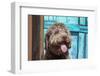 Portrait of Lagotto Romagnolo in front of blue door.-Zandria Muench Beraldo-Framed Photographic Print