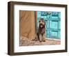 Portrait of Lagotto Romagnolo in front of blue door.-Zandria Muench Beraldo-Framed Photographic Print