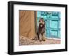 Portrait of Lagotto Romagnolo in front of blue door.-Zandria Muench Beraldo-Framed Photographic Print