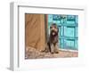 Portrait of Lagotto Romagnolo in front of blue door.-Zandria Muench Beraldo-Framed Photographic Print