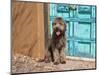 Portrait of Lagotto Romagnolo in front of blue door.-Zandria Muench Beraldo-Mounted Photographic Print