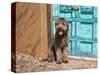 Portrait of Lagotto Romagnolo in front of blue door.-Zandria Muench Beraldo-Stretched Canvas