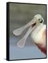 Portrait of Laughing Roseate Spoonbill with Bill Open, Fort De Soto Park, Florida, USA-Arthur Morris-Framed Stretched Canvas