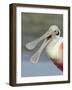 Portrait of Laughing Roseate Spoonbill with Bill Open, Fort De Soto Park, Florida, USA-Arthur Morris-Framed Photographic Print