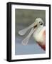 Portrait of Laughing Roseate Spoonbill with Bill Open, Fort De Soto Park, Florida, USA-Arthur Morris-Framed Photographic Print