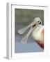 Portrait of Laughing Roseate Spoonbill with Bill Open, Fort De Soto Park, Florida, USA-Arthur Morris-Framed Photographic Print