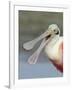 Portrait of Laughing Roseate Spoonbill with Bill Open, Fort De Soto Park, Florida, USA-Arthur Morris-Framed Photographic Print