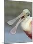 Portrait of Laughing Roseate Spoonbill with Bill Open, Fort De Soto Park, Florida, USA-Arthur Morris-Mounted Photographic Print