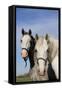 Portrait of Lipizzan Mares at Tempel Farms, Old Mill Creek, Illinois, USA-Lynn M^ Stone-Framed Stretched Canvas