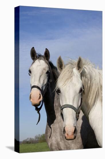 Portrait of Lipizzan Mares at Tempel Farms, Old Mill Creek, Illinois, USA-Lynn M^ Stone-Stretched Canvas