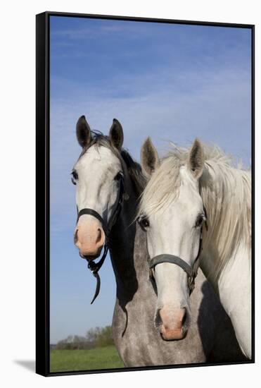 Portrait of Lipizzan Mares at Tempel Farms, Old Mill Creek, Illinois, USA-Lynn M^ Stone-Framed Stretched Canvas