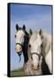 Portrait of Lipizzan Mares at Tempel Farms, Old Mill Creek, Illinois, USA-Lynn M^ Stone-Framed Stretched Canvas