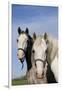 Portrait of Lipizzan Mares at Tempel Farms, Old Mill Creek, Illinois, USA-Lynn M^ Stone-Framed Photographic Print