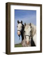 Portrait of Lipizzan Mares at Tempel Farms, Old Mill Creek, Illinois, USA-Lynn M^ Stone-Framed Photographic Print