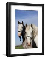 Portrait of Lipizzan Mares at Tempel Farms, Old Mill Creek, Illinois, USA-Lynn M^ Stone-Framed Photographic Print