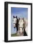 Portrait of Lipizzan Mares at Tempel Farms, Old Mill Creek, Illinois, USA-Lynn M^ Stone-Framed Photographic Print