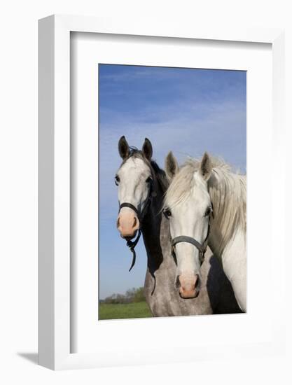 Portrait of Lipizzan Mares at Tempel Farms, Old Mill Creek, Illinois, USA-Lynn M^ Stone-Framed Photographic Print