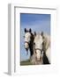 Portrait of Lipizzan Mares at Tempel Farms, Old Mill Creek, Illinois, USA-Lynn M^ Stone-Framed Photographic Print