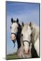 Portrait of Lipizzan Mares at Tempel Farms, Old Mill Creek, Illinois, USA-Lynn M^ Stone-Mounted Photographic Print