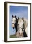 Portrait of Lipizzan Mares at Tempel Farms, Old Mill Creek, Illinois, USA-Lynn M^ Stone-Framed Photographic Print