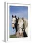 Portrait of Lipizzan Mares at Tempel Farms, Old Mill Creek, Illinois, USA-Lynn M^ Stone-Framed Photographic Print