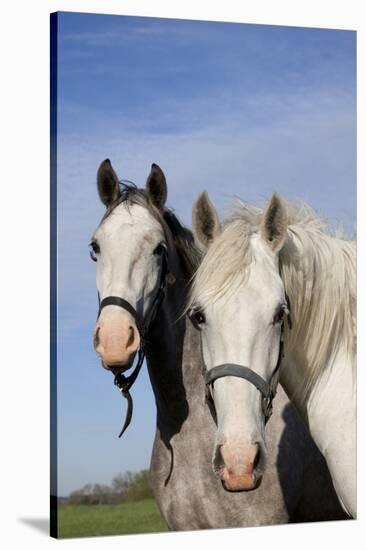 Portrait of Lipizzan Mares at Tempel Farms, Old Mill Creek, Illinois, USA-Lynn M^ Stone-Stretched Canvas