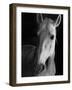 Portrait of Lippizaner Belvedere Napolitano-Karen Tweedy-Holmes-Framed Photographic Print