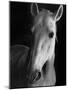 Portrait of Lippizaner Belvedere Napolitano-Karen Tweedy-Holmes-Mounted Photographic Print