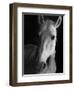 Portrait of Lippizaner Belvedere Napolitano-Karen Tweedy-Holmes-Framed Photographic Print