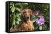 Portrait of Long-Haired Standard Dachshund in Late Spring-Lynn M^ Stone-Framed Stretched Canvas